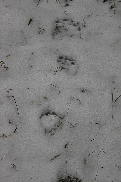 It is early enough in the season to find fresh bear tracks! European brown bears are more afraid of us than we of them. Bear encounters are extremely rare in Scandinavia.
