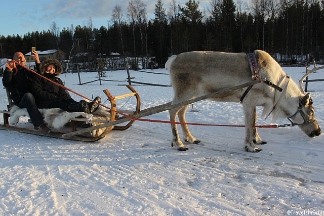 Most of us have a less speedy experience, as the reindeer keep looking for food under the thin layers of snow.